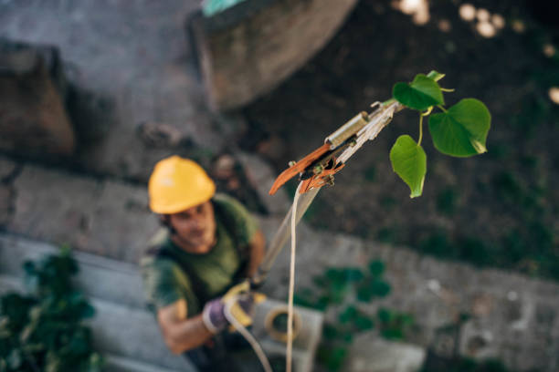 How Our Tree Care Process Works  in Foresthill, CA